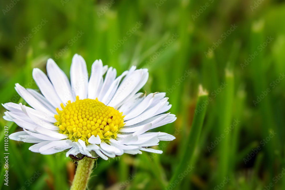 Obraz premium White daisy flower