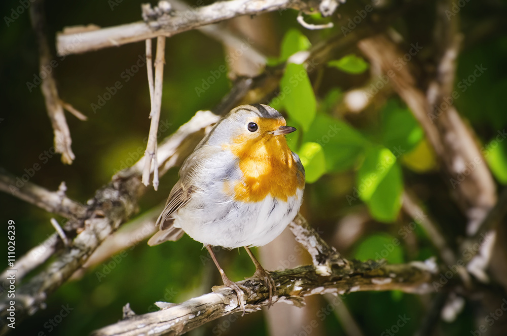 Robin Bird Robin Bird