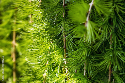 Conifers photographed in the yard