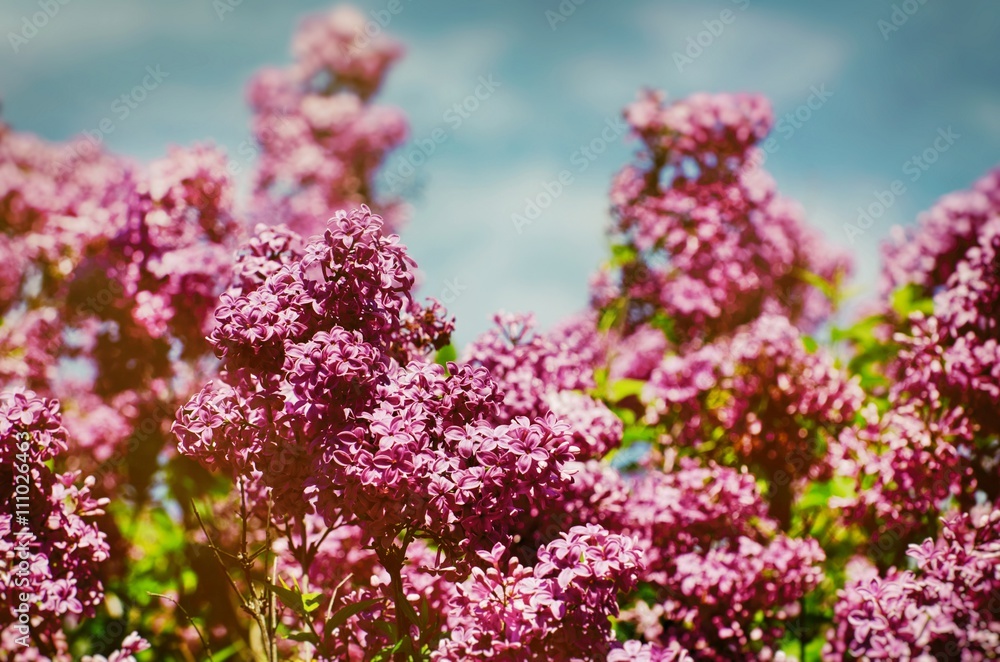 Lilac Over Blue Sky