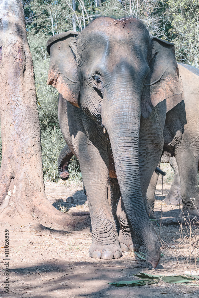 Fototapeta premium An Indian elephant