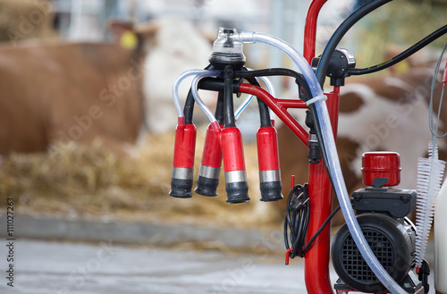 Milking machine in front of cows