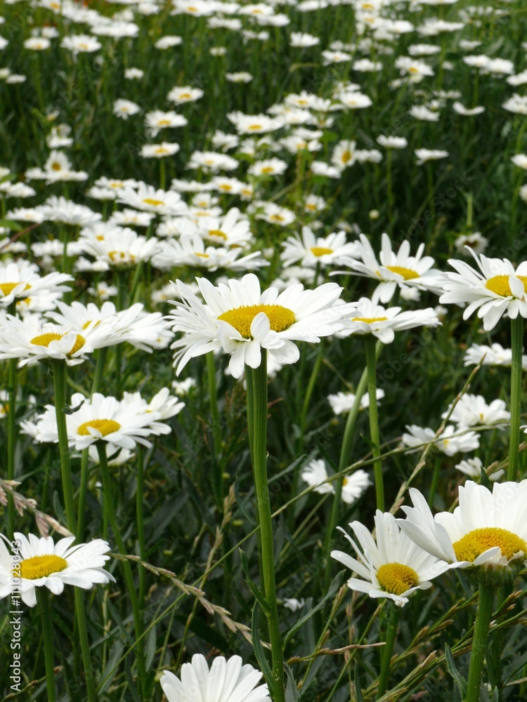 beautiful and different flowers beautiful and different flowers