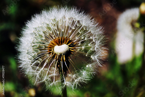 dandelion