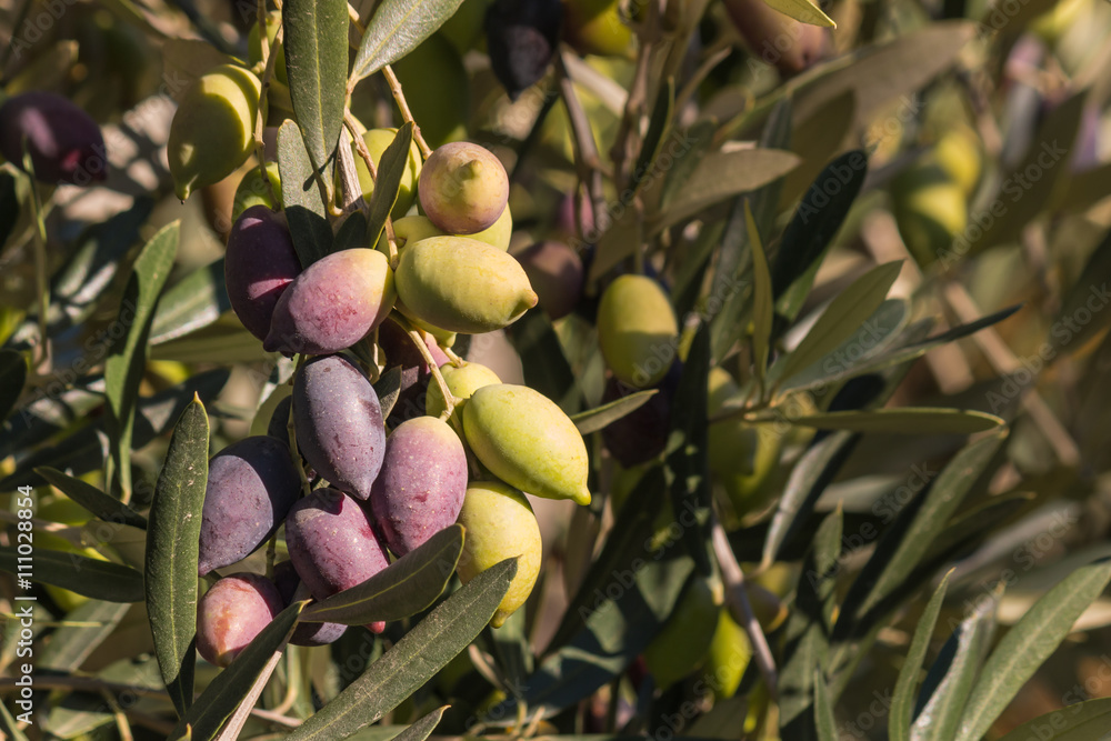 ripening Kalamata olives on olive tree Stock Photo