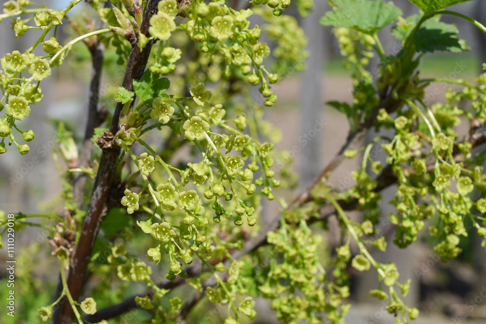 blooming white currants, its flowers are green blooming white currants, its flowers are green