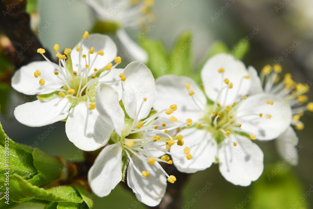 plum flowers blossoming in the spring, toning, soft focus, closeup plum flowers blossoming in the spring, toning, soft focus, closeup