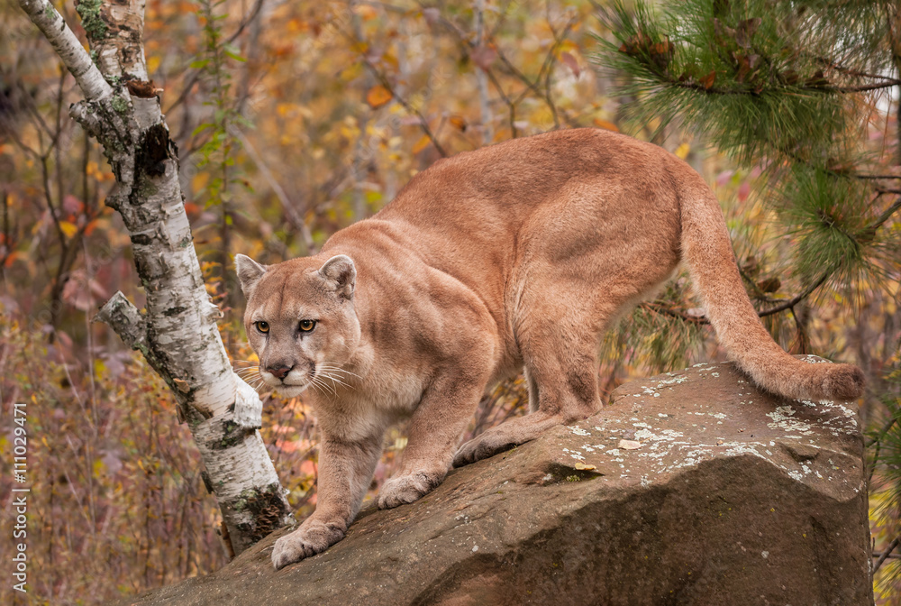 Adult Male Cougar (Puma concolor) Ready to Pounce Stock Photo | Adobe Stock