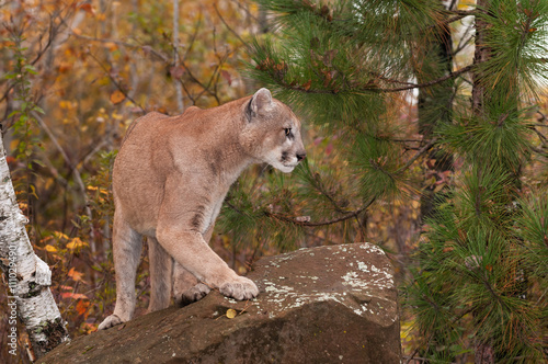 Adult Male Cougar  Puma concolor  Turns Right Atop Rock