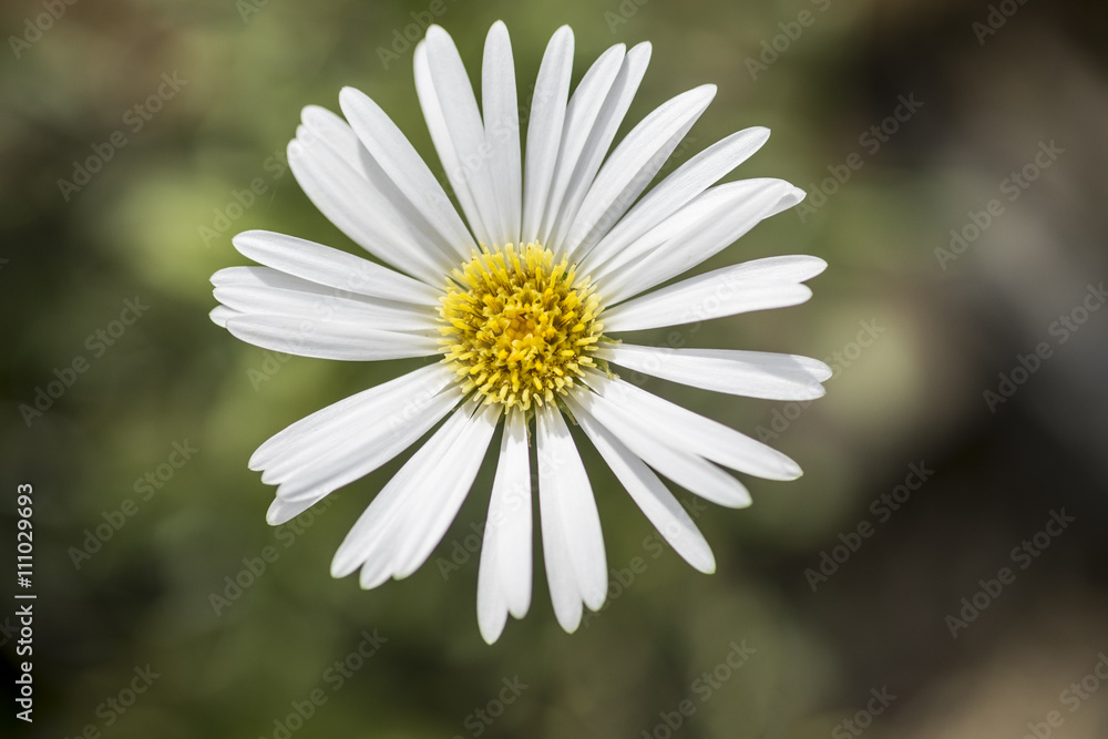 Obraz premium Single Celmisia Hookeri white flower