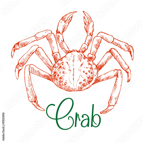 Sketch of large japanese snow crab