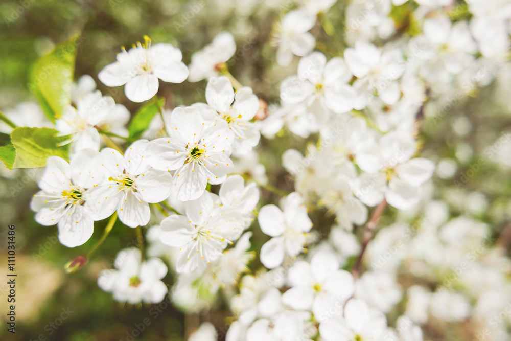 Natural spring background with cherry flowers. Selective soft focus. Natural spring background with cherry flowers. Selective soft focus.