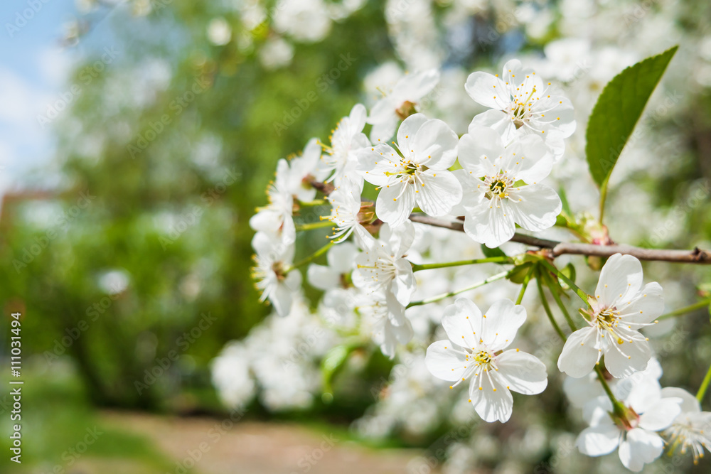 Natural spring background with cherry flowers. Selective soft focus.