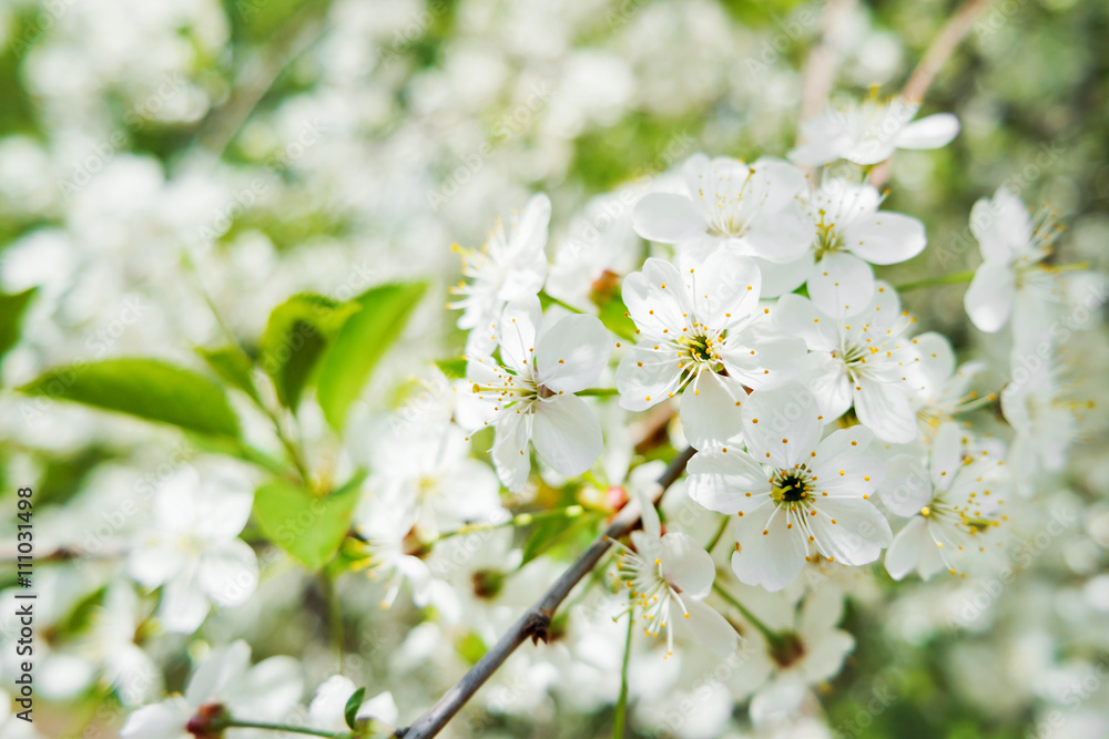 Natural spring background with cherry flowers. Selective soft focus.