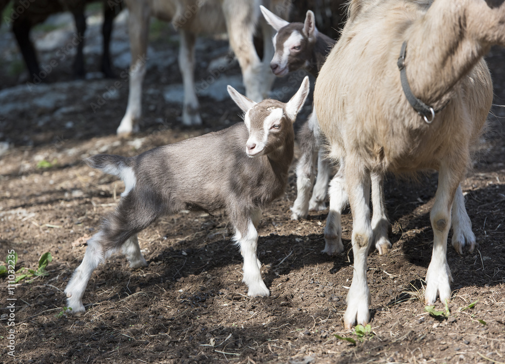 Mother and Baby Goat: A Toggenburg kid goat stands close to her mother as a sibling stands behind Mother and Baby Goat: A Toggenburg kid goat stands close to her mother as a sibling stands behind
