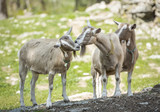 Animal Friends: A pair of Toggenburg goat touching their muzzles in New York's Hudson Valley