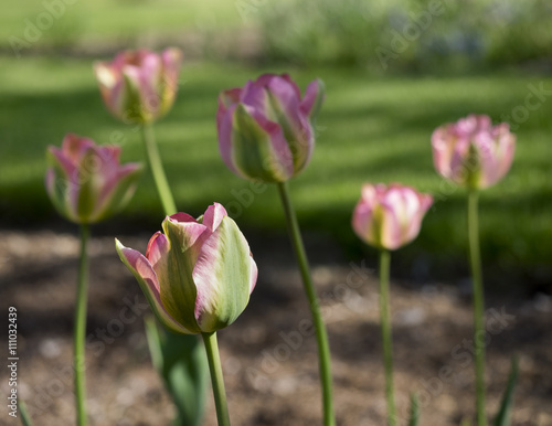 Pink and Green Tulips  A group of pink and green tulips lit by the sun in a home flower garden