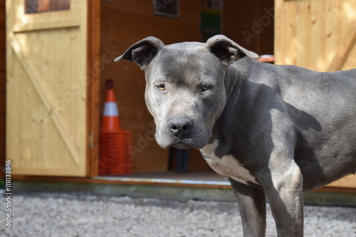 Fototapeta Naklejka Na Ścianę i Meble -  pitbull blue nose