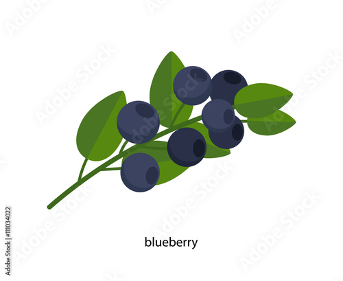 Sprig of blueberries with green leaves