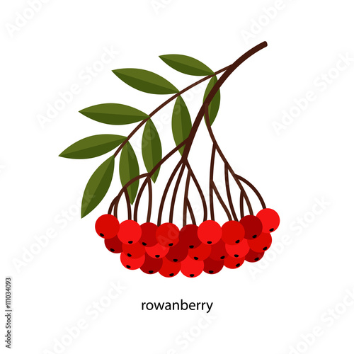 Branch of red rowanberry with green leaves