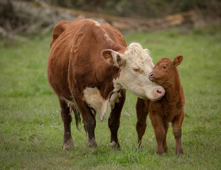 Foto auf Leinwand Kuh Mama Kuh und Kalb  © Jeffrey Schwartz