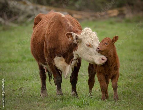Canvas Print Momma Cow and Calf