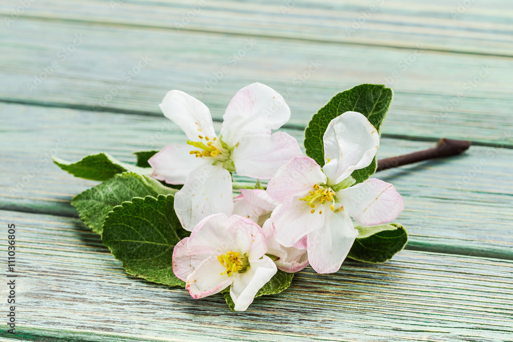 Apple trees flowers Apple trees flowers