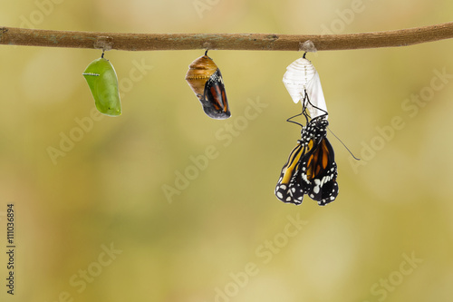 Photography Common tiger butterfly emerging from pupa hanging on twig