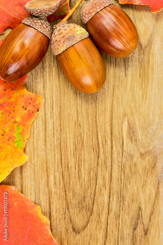 Oak acorns and leaves on the table