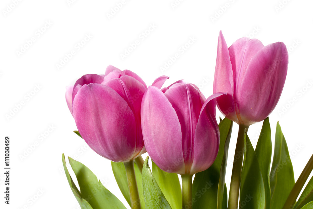 Obraz premium zbliżenie strzał różowe tulipany.