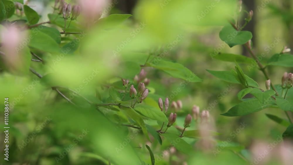 Branches of Honeysuckle flowers in bloom. Branches of Honeysuckle flowers in bloom.