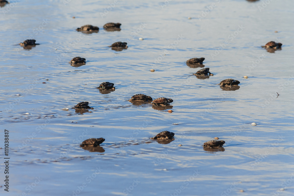 Fototapeta premium Baby Hawksbill sea turtles moving towards the ocean, Brazil