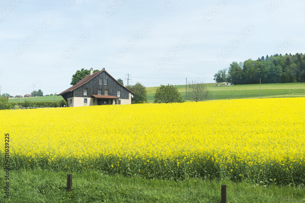 field of yellow flowers and house