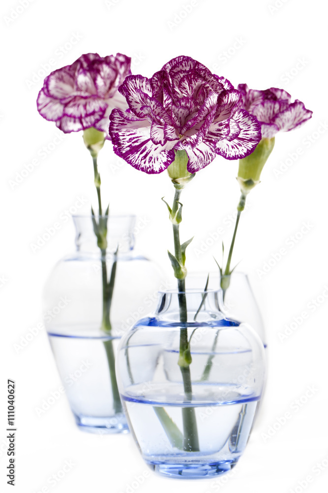 pink carnation and flower vase.