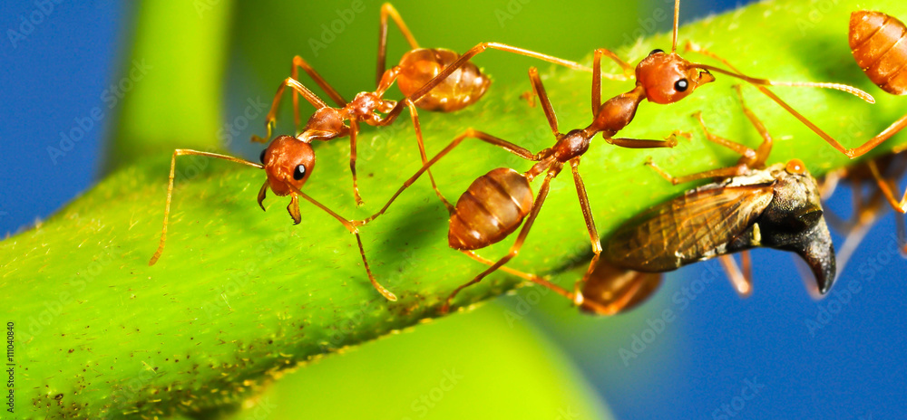 red ant red ant