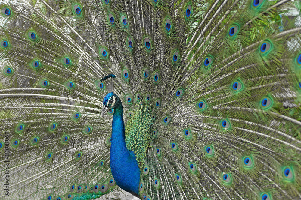 Fototapeta premium peacock with feathers out