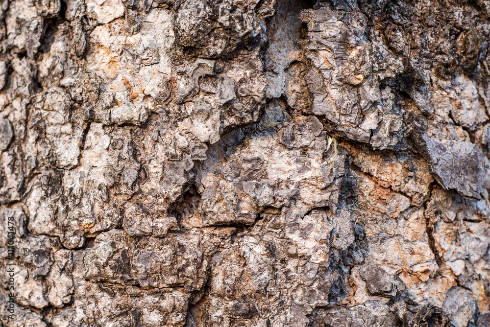 Bark of tree Bark of tree