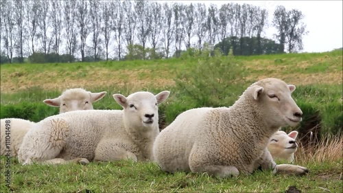 little white lambs lying on dike

