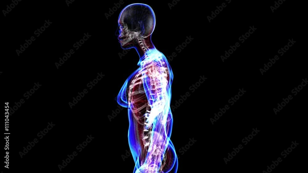 All human body systems. Female skeleton highlight. Loop
All human body systems. Female skeleton highlight. Loop