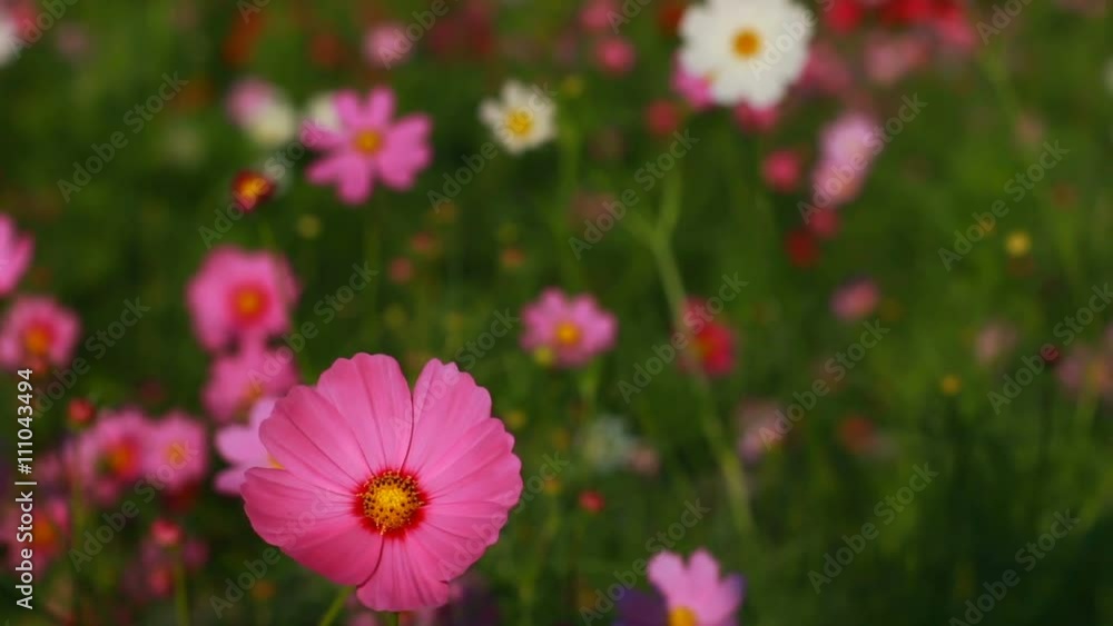 Cosmos,Kosmos,Cosmos,Cosmos flower of the imagination. Cosmos,Kosmos,Cosmos,Cosmos flower of the imagination.