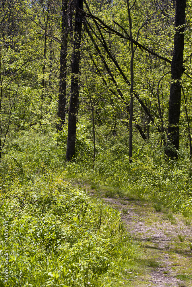 Fototapeta premium Hiking along some State Park Trails