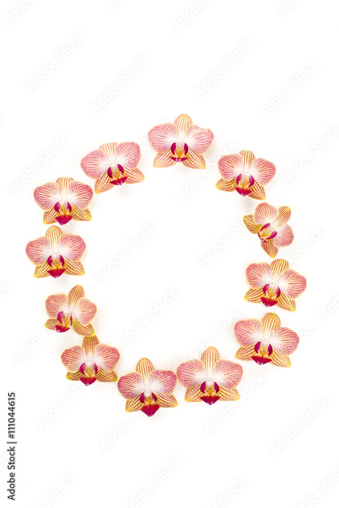 letter o in orchids letter o in orchids