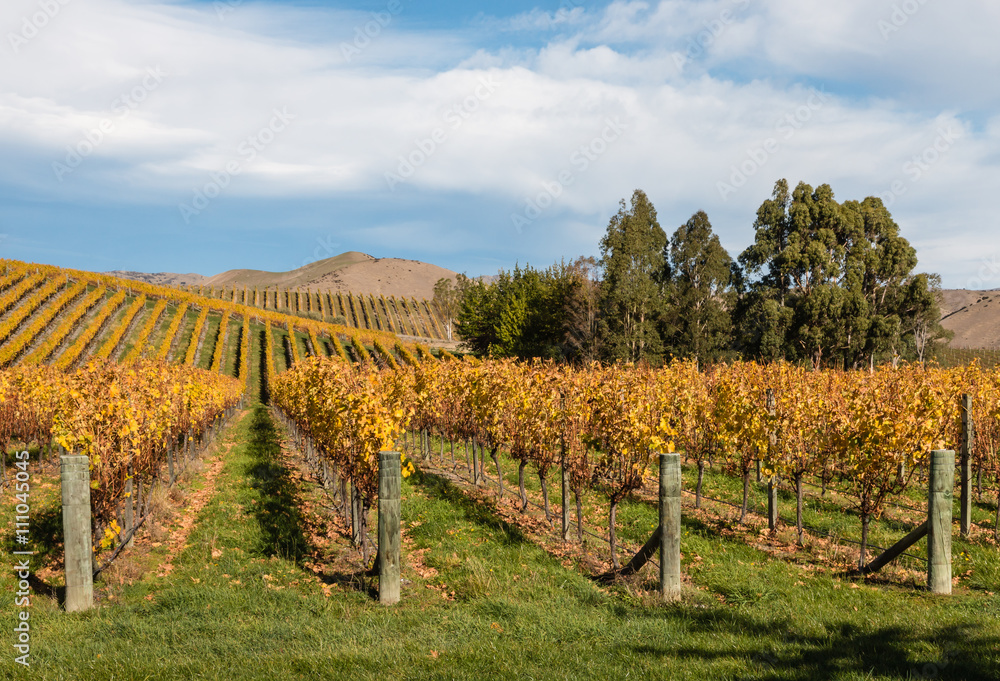 Wither Hills vineyards in New Zealand