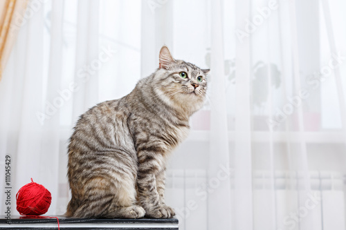 Bobtail cat sitting and looking. © Vagengeim