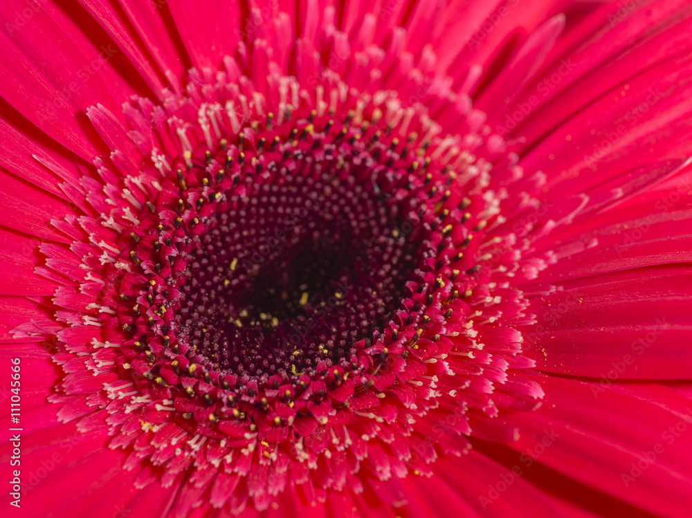 beautiful red gerbera daisy isolated on white