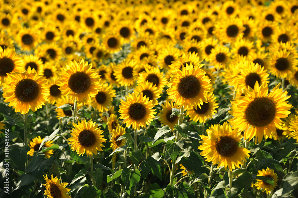 close up on sunflower field close up on sunflower field