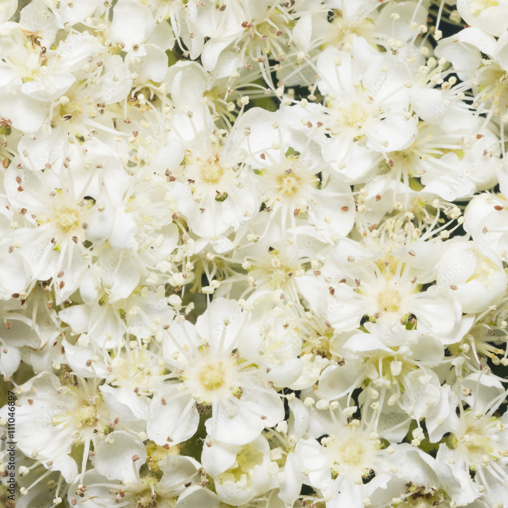White flowers of blossoming rowan tree, sorbus aucuparia, close-up background, selective focus, shallow DOF