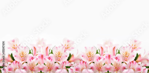 Fototapeta Naklejka Na Ścianę i Meble -  Pink flowers on white background with copy space.