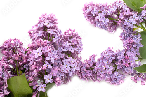 lilac flowers on a white background