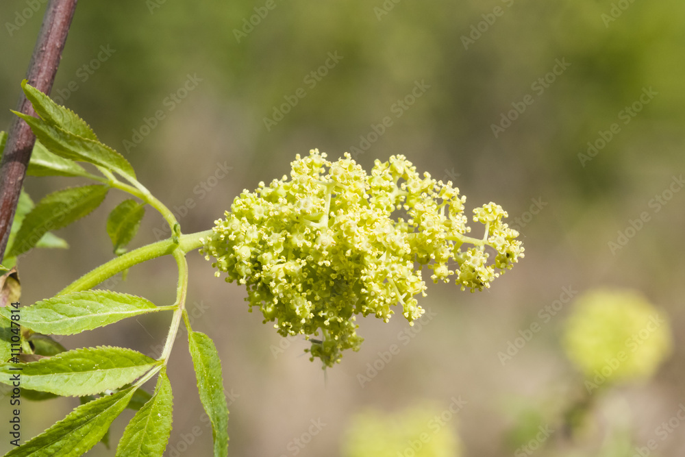 Flowers and leaves of blossoming red elderberry, Sambucus Racenosa, on branch with bokeh background macro, selective focus, shallow DOF Flowers and leaves of blossoming red elderberry, Sambucus Racenosa, on branch with bokeh background macro, selective focus, shallow DOF